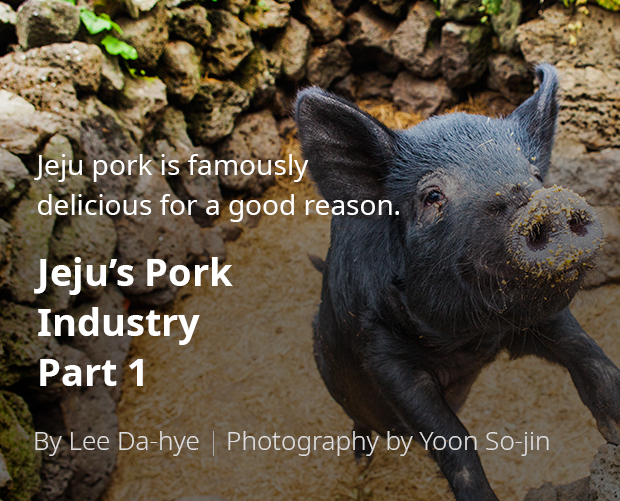 Jeju pork is famously delicious for a good reason. Jeju’s Pork Industry Part 1 / By Lee Da-hye / Photography by Yun So-jin