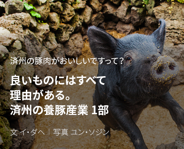 済州の豚肉がおいしいですって？ 良いものにはすべて理由がある。済州の養豚産業 1部 / 文 イ・ダヘ/写真 ユン・ソジン