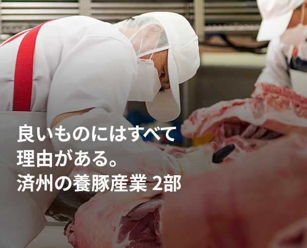 良いものにはすべて理由がある。済州の養豚産業 2部 画像