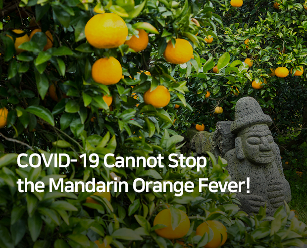 COVID-19 Cannot Stop the Mandarin Orange Fever! image