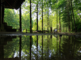 Jangtaesan Natural Forest