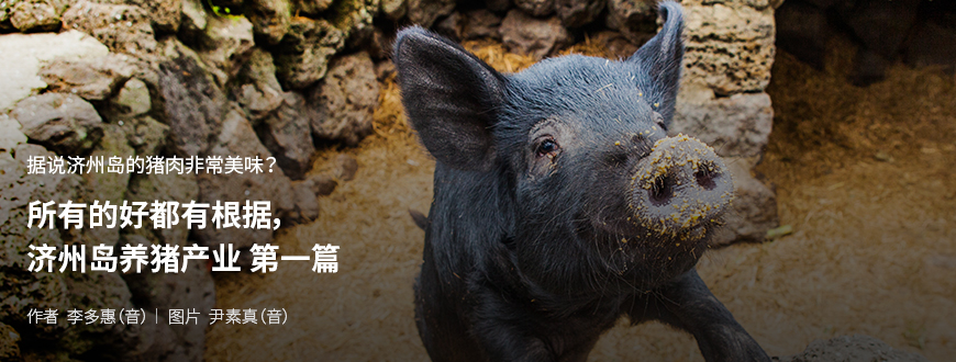 据说济州岛的猪肉非常美味？ 所有的好都有根据，济州岛养猪产业 第一篇 / 作者 李多惠（音） / 图片 尹素真（音）