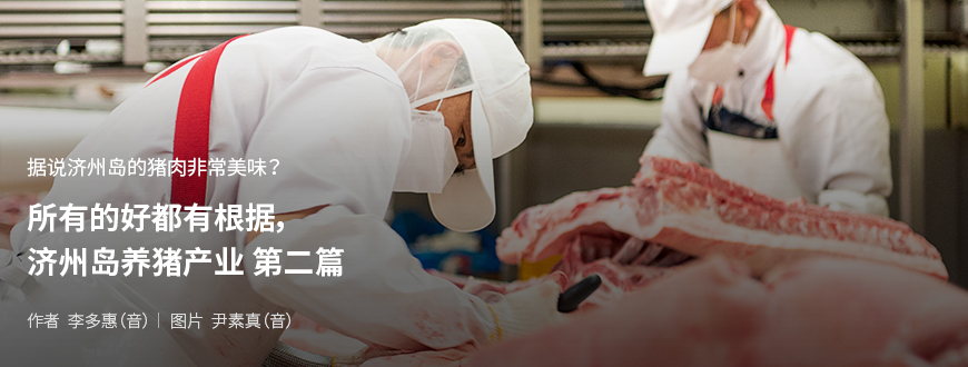 据说济州岛的猪肉非常美味？ 所有的好都有根据，济州岛养猪产业 第二篇 / 作者 李多惠（音） / 图片 尹素真（音）