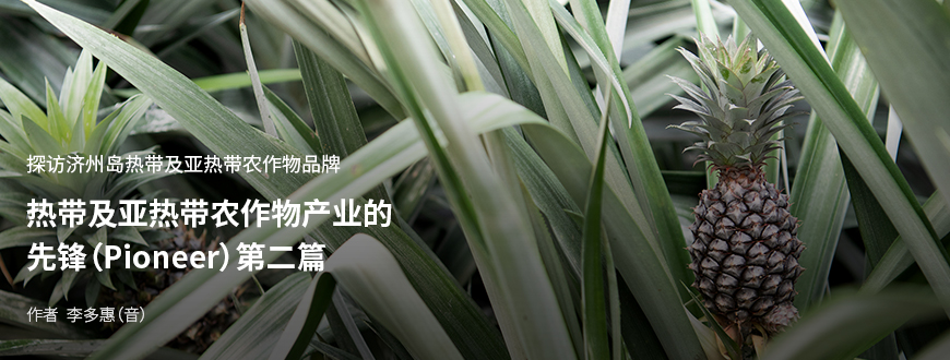 探访济州岛热带及亚热带农作物品牌 热带及亚热带农作物产业的先锋(Pioneer) 第二篇 / 作者 李多惠(音)