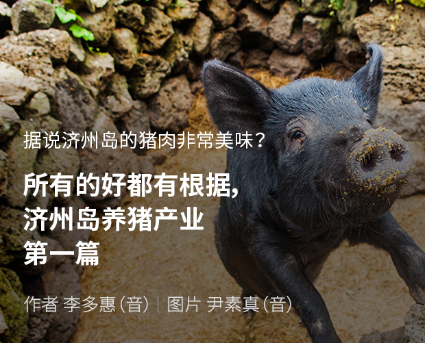 据说济州岛的猪肉非常美味? 所有的好都有根据,济州岛养猪产业 第一篇 / 作者 李多惠(音) / 图片 尹素真(音)