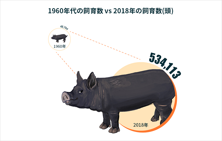 1960年代の飼育数  48,794頭 VS 2018年の飼育数 534,113頭