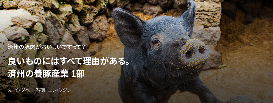 済州の豚肉がおいしいですって? 良いものにはすべて理由がある。済州の養豚産業 1部 / 文 イ・ダヘ/写真 ユン・ソジン