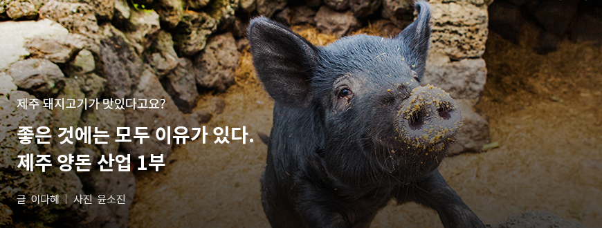 제주 돼지고기가 맛있다고요? 좋은 것에는 모두 이유가 있다. 제주 양돈 산업 1부 / 글:이다혜, 사진:윤소진