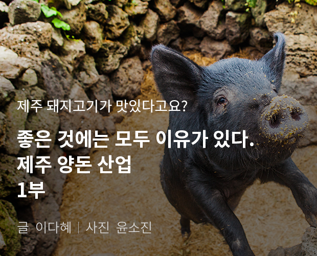 제주 돼지고기가 맛있다고요? 좋은 것에는 모두 이유가 있다. 제주 양돈 산업 1부 / 글:이다혜, 사진:윤소진