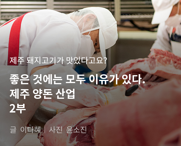제주 돼지고기가 맛있다고요? 좋은 것에는 모두 이유가 있다. 제주 양돈 산업 2부 / 글:이다혜, 사진:윤소진