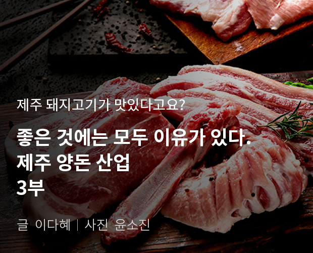 제주 돼지고기가 맛있다고요? 좋은 것에는 모두 이유가 있다. 제주 양돈 산업 3부 / 글:이다혜, 사진:윤소진