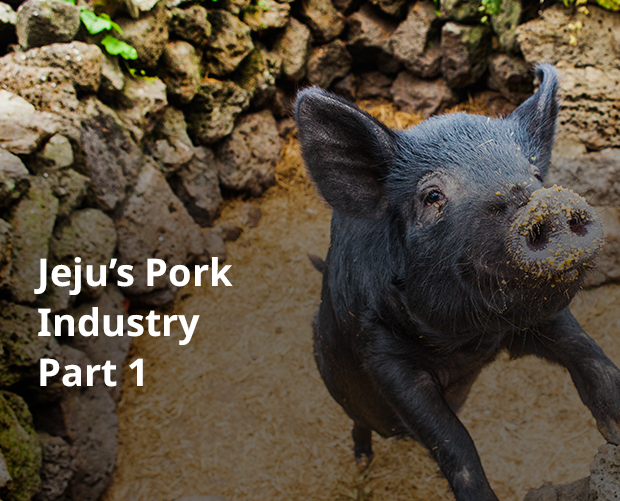 Jeju pork is famously delicious for a good reason. Jeju’s Pork Industry Part 1 image