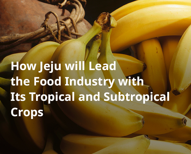 How Jeju will Lead the Food Industry with Its Tropical and Subtropical Crops image