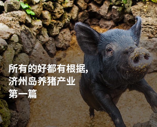 所有的好都有根据，济州岛养猪产业 第一篇 图片