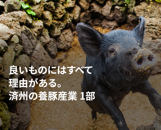 良いものにはすべて理由がある。済州の養豚産業 1部 画像