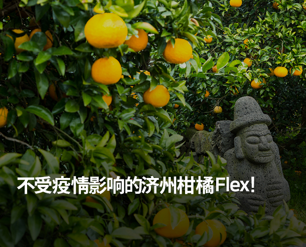 不受疫情影响的济州柑橘 Flex! 图片