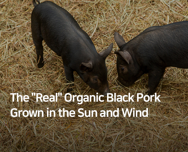 The Real Organic Black Pork Grown in the Sun and Wind image