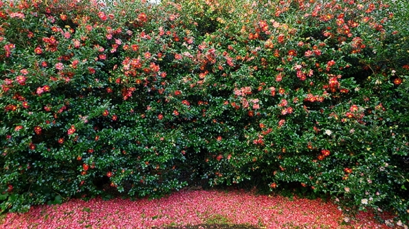 深紅のじゅうたんが続く絶景にうっとり、ツバキの花咲く韓国おすすめスポット 이미지