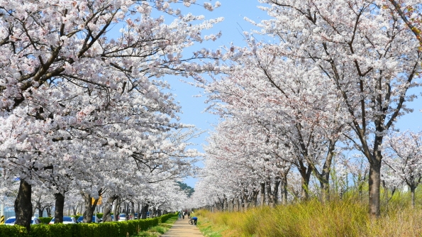 A Guide to Spring Blossom Destinations 이미지