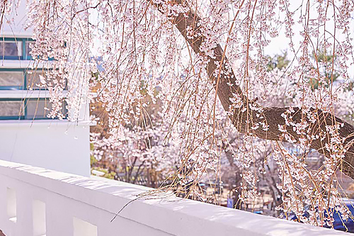 都会で楽しむ春の散策、ソウル・花の名所   이미지