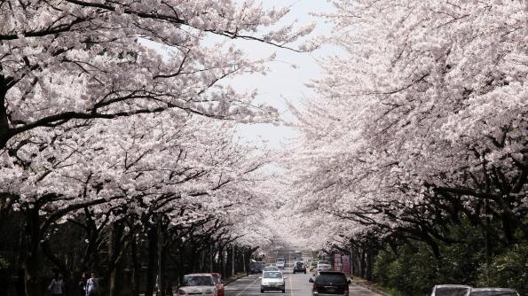 春が来た！韓国の花見は「ここ」で満喫！   이미지